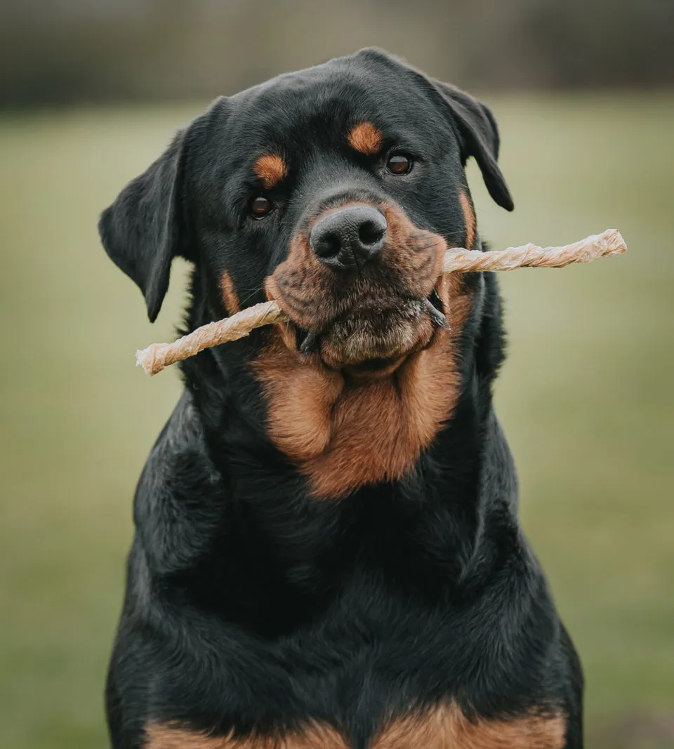 Anco Naturals | Dog Treat | Bully Bladder Twists